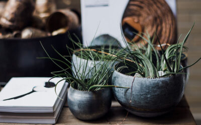 Gardening and Food Growth At the School